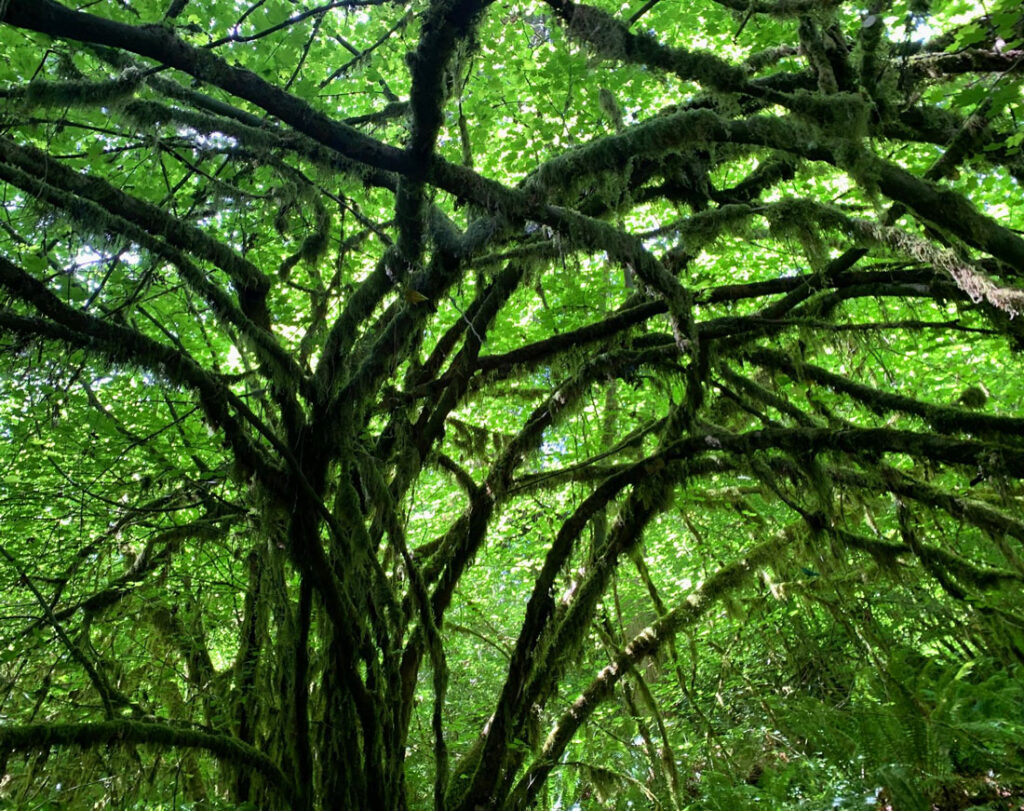 Dense forest canopy with moss-covered branches and green foliage allowing sunlight to filter through