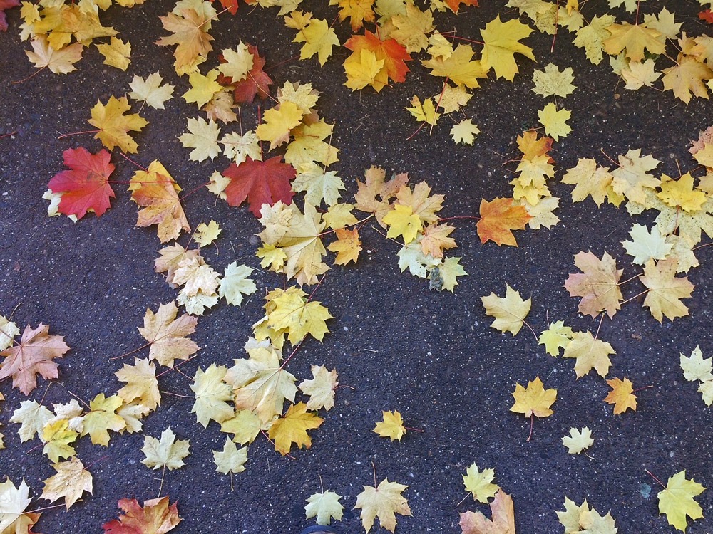 Autumn leaves in yellow, red, and orange scattered on a dark asphalt surface.