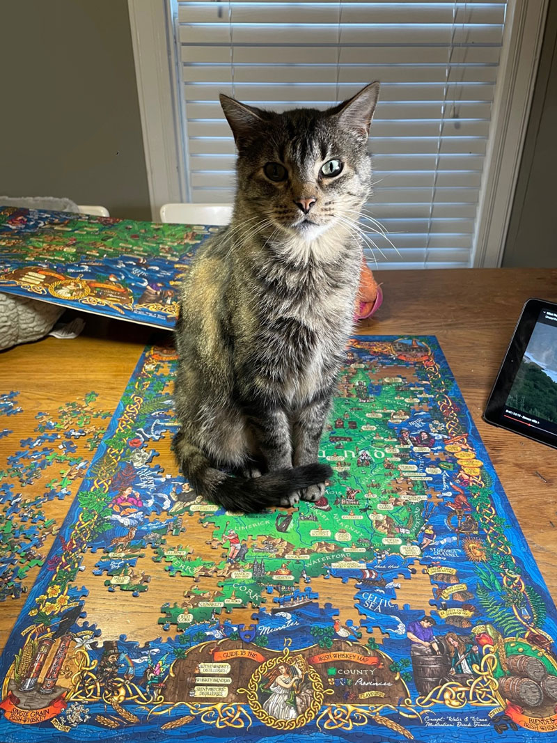 Tabby cat sitting on a colorful jigsaw puzzle on a wooden table with a tablet and window blinds.