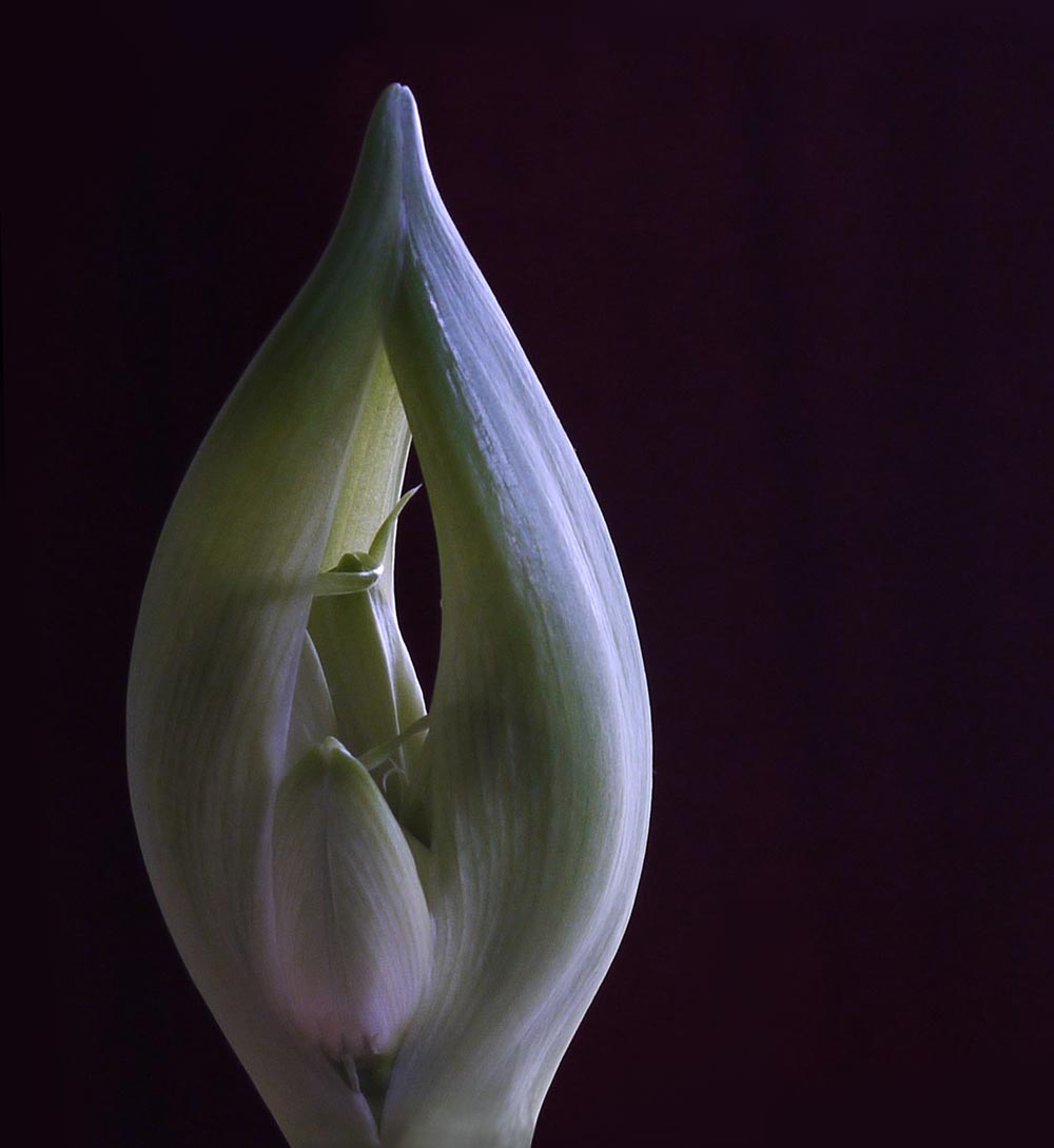 Close-up photo of an amarylis bud in soft pastel shades of violet and olive-green, set against a solid black background.