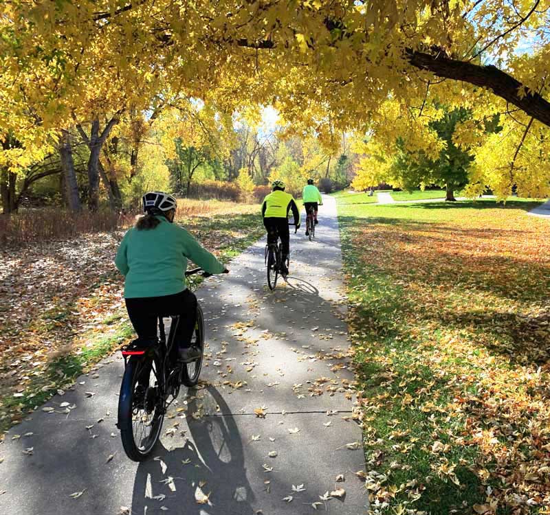 Three cyclists ride single file on a paved trail in Autumn and pass under a big overarching branch with yellow leaves.