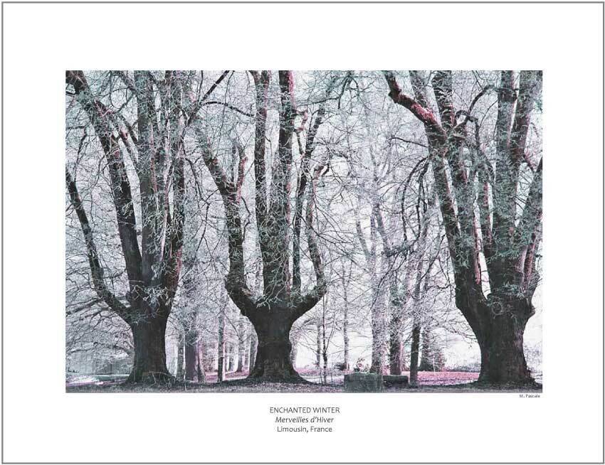 ENCHANTED WINTER
