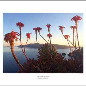 CACTUS & CALDERA