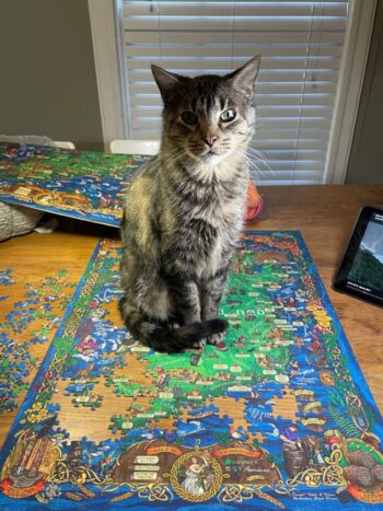 Anyone who enjoys puzzles and has a cat will understand this predicament.