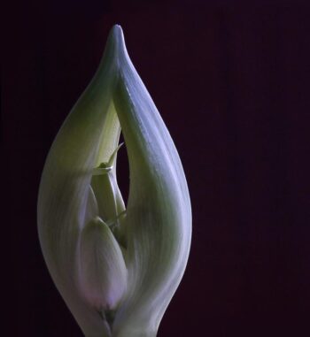 AMARYLLIS!