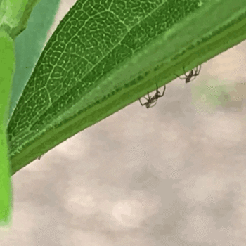 Two aphids make their way across a plant on an urban farm in Atlanta, GA. The tiny insects will feed on the leaves, but soon the ladybugs and lacewings will arrive to consume them. It's the cycle of life!