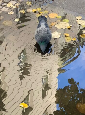 A thirsty pigeon sips from a street puddle in the Old Town shopping district in Prague in the Czech Republic.