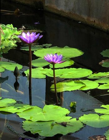 Purple water lillies in Parc de laTête d'Or ("Park of the Golden Head") in Lyon, France.