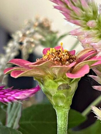 A fresh & friendly Zinnia, always a crowd pleaser.