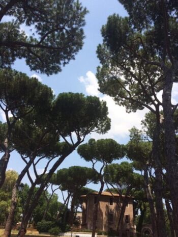 The tops of these parasol pine trees look like puffy green clouds.