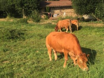 Beautiful brown cows are everywhere in rural France. Bovine ubiquity!