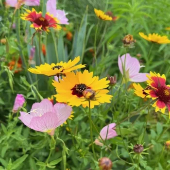 These little urban cuties were spotted in the downtown area of Austin, Texas. Just wow!