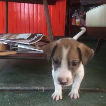 Adorable!!! We happened across this pup while traveling through central Thailand. Just look at those little puppy toes!