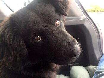 I can't remember her name, but I transported this sweet black dog to her new home in Enid, Oklahoma. It was only a hour+ drive, but by the end of it, I was in love and didn't really want to turn her over. She's a total heart thief!