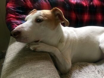 Great shot of my dear furry friend, Lucy, as she contemplates life and her next meal.