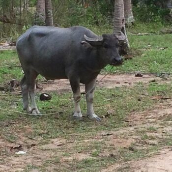 We passed by this black water buffalo while motorbiking across the island. Poor thing...tied to a tree in Thailand!